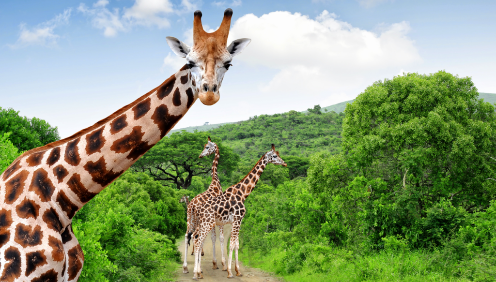 Top Things to Do in South Africa, Top Attractions, Hayes & Jarvis